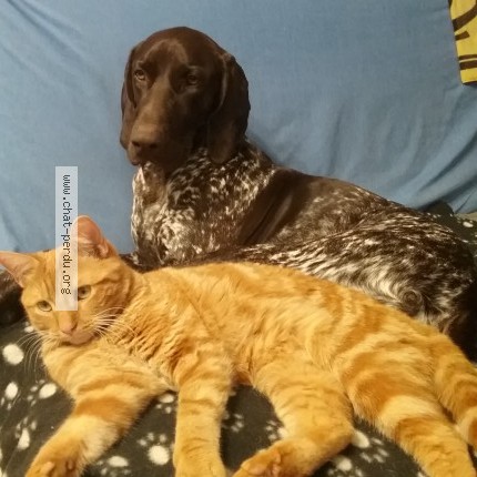 Photo 1/1 Coquin Chat perdu à Le Mee Sur Seine