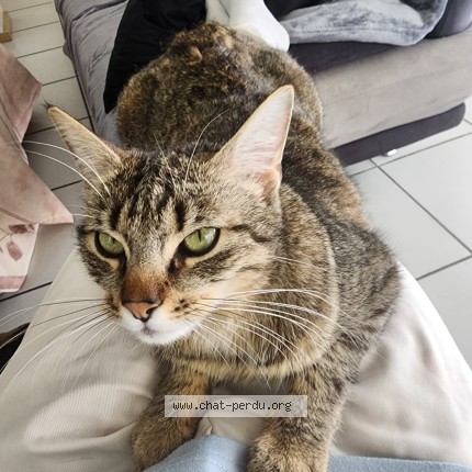 Photo de chat perdu à Beychac Et Caillau