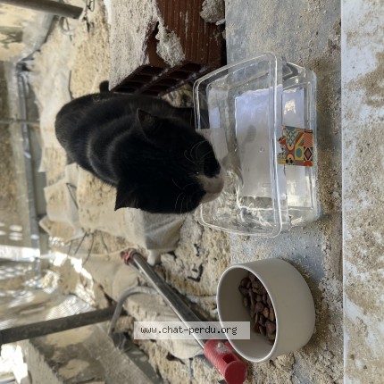 Photo de chat trouvé à Bordeaux