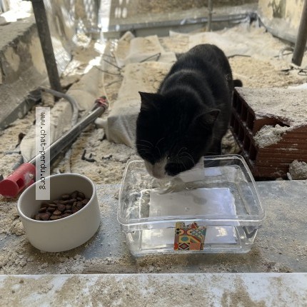 Photo 1/1 Chat trouvé Trouvé à Bordeaux