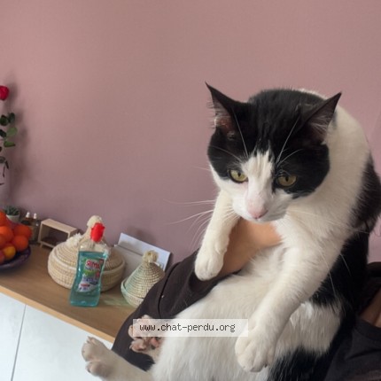 Photo de chat perdu à Martigues