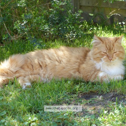 Photo de chat perdu à Le Mans