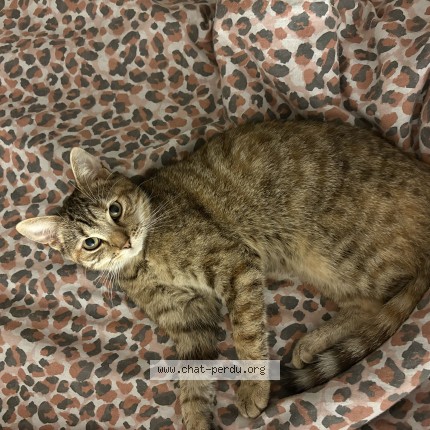 Photo de chat perdu à Doullens