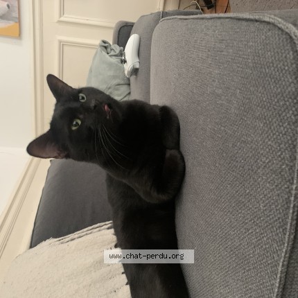 Photo 1/1 Chat trouvé Trouvé à Paris