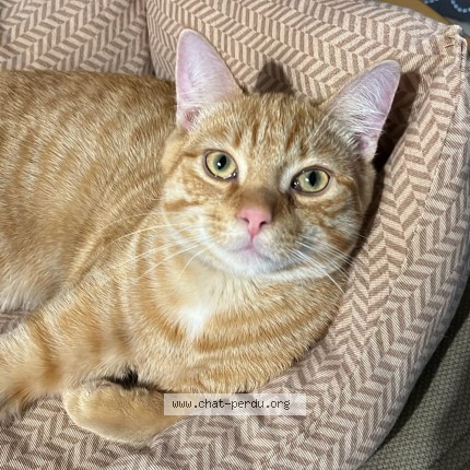 Photo de chat perdu à Epinal