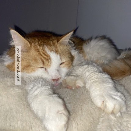Photo de chat perdu à Metabief