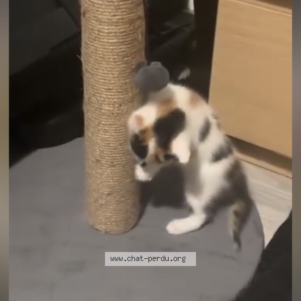 Photo de chat perdu à La Bignes