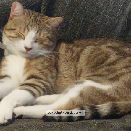 Photo 1/1 Chat retrouvé Perdu à Etterbeek