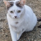 ROCCO
