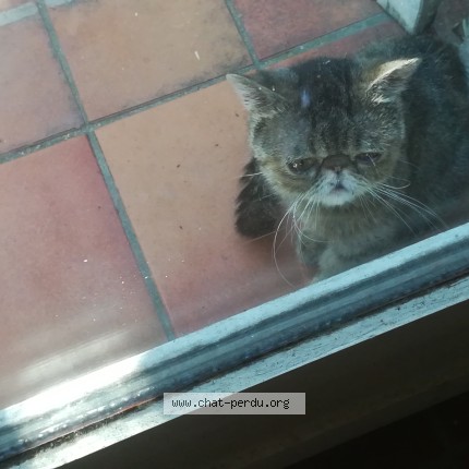 Photo de chat trouvé à Salon De Provence