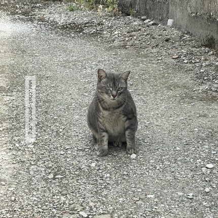 Photo 1/1 MIMI Chat perdu à Saint Genis De Saintonge