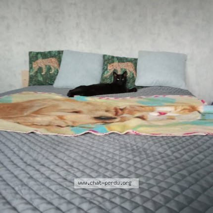 Photo de chat perdu à La Ciotat