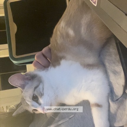 Photo 1/1 Héra Chat perdu à Bayonville Sur Mad