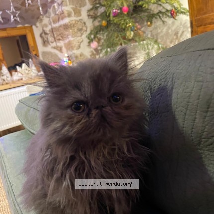 Photo 1/1 Lavande Chat perdu à Sainte Sigolene
