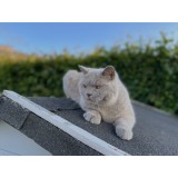 Archie
