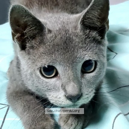 Photo 1/1 BEERUS Chat perdu à Bretigny Sur Orge