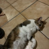 Inti