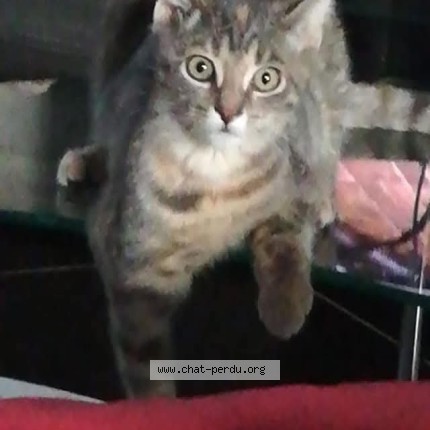 Photo de chat perdu à Manspach
