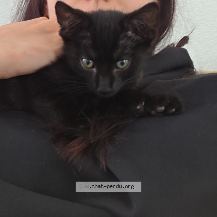 Photo de chat perdu à Seloncourt