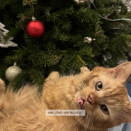 Photo de chat perdu à Fontenay Sous Bois