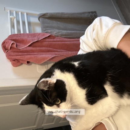 Photo de chat perdu à Saint Pere Sur Loire