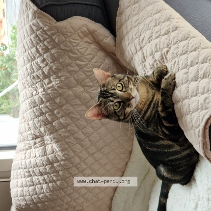 Photo de chat perdu à Bagneux