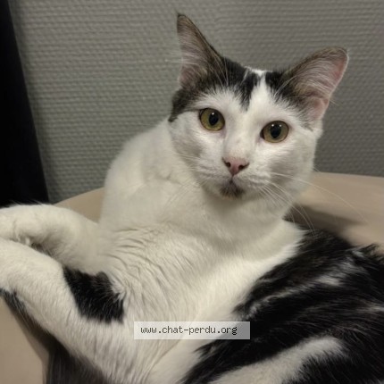 Photo 1/1 Néo Chat perdu à Angers