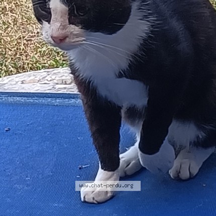 Photo 1/1 Chat trouvé Trouvé à Arveyres