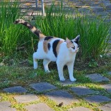 Dina
