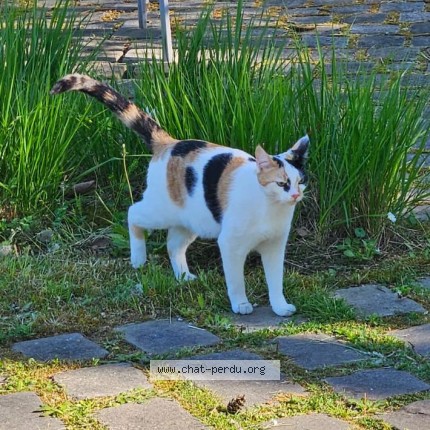 Photo 1/1 Dina Chat perdu à Chambesy