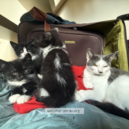 Photo de chat perdu à Plaisir