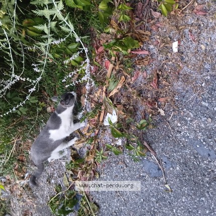 Photo de chat trouvé à Lyon