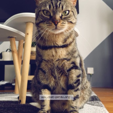 Photo de chat perdu à Les Mureaux