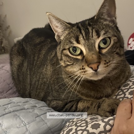 Photo de chat perdu à Paris
