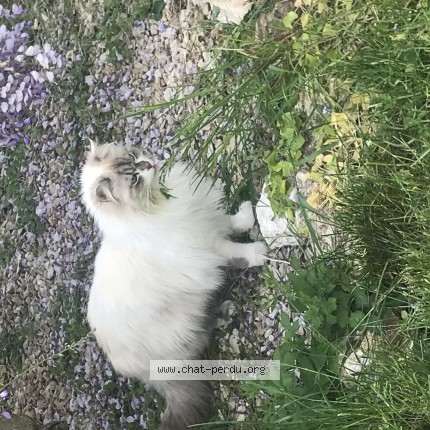 Photo de chat perdu à Saint Martin Des Champs
