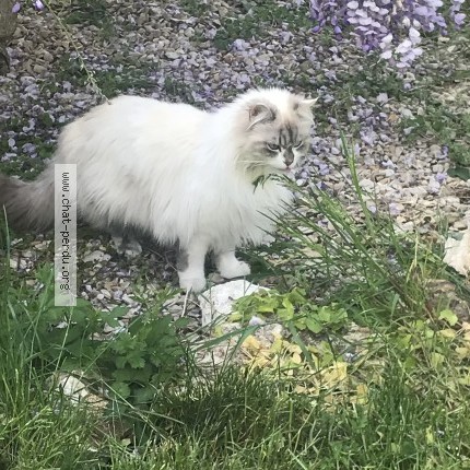 Photo 1/1 nala Chat perdu à Saint Martin Des Champs