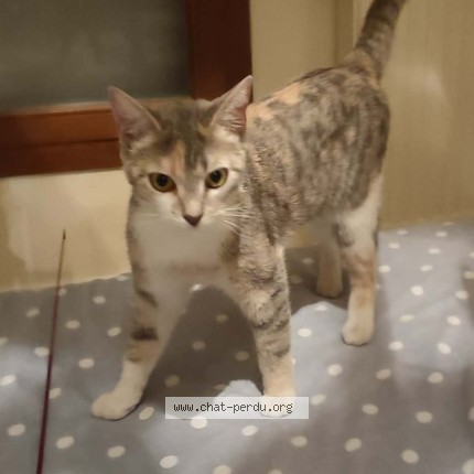 Photo de chat trouvé à Grenoble