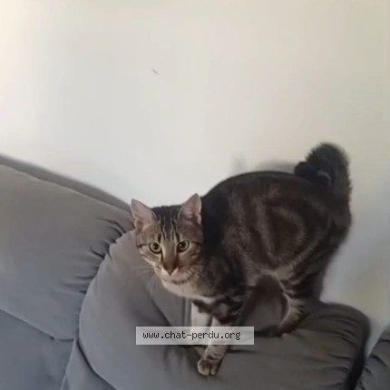 Photo de chat perdu à Angouleme
