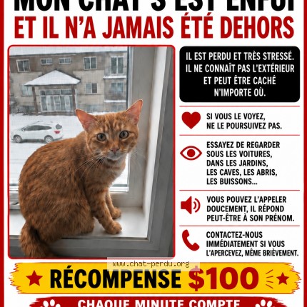 Photo 1/1 Simba Chat perdu à Drummondville