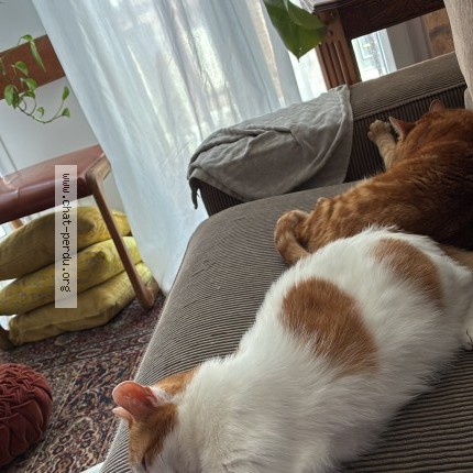 Photo de chat perdu à Lille