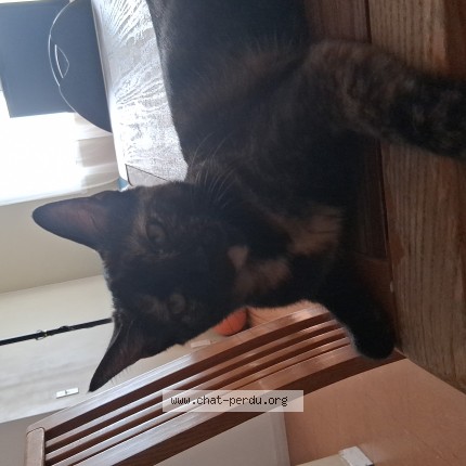 Photo 1/1 Danja Chat perdu à Quebec