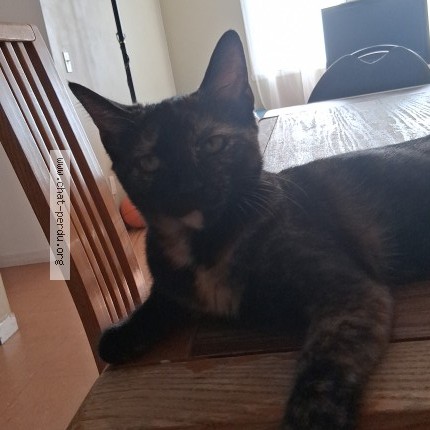 Photo 1/1 Danja Chat perdu à Quebec