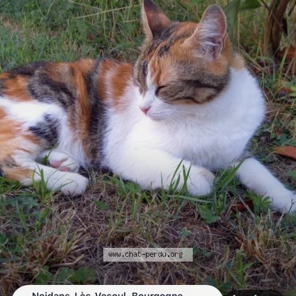 Photo de chat perdu à Noidans Les Vesoul