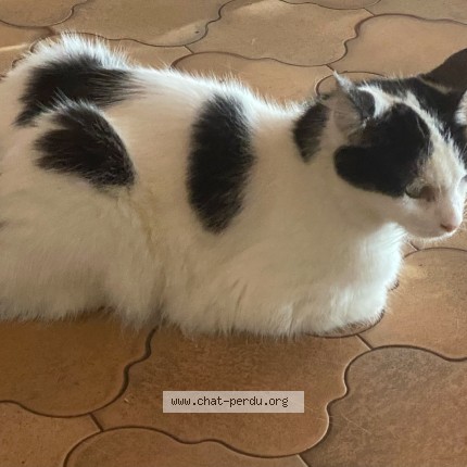 Photo de chat perdu à Noisy Le Grand