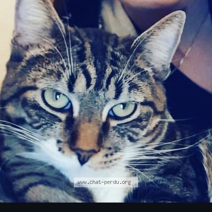 Photo 2/2 Guizmo Chat perdu à Les Noes Pres Troyes