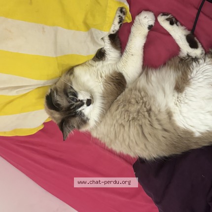 Photo de chat perdu à Ville D Y