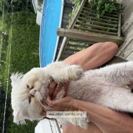 Photo 1/1 Chat trouvé Trouvé à Boisbriand