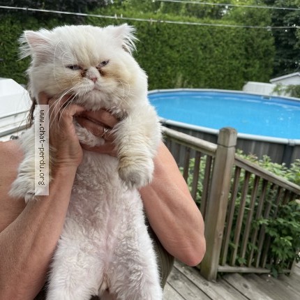 Photo 1/1 Chat trouvé Trouvé à Boisbriand