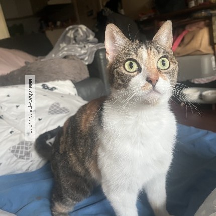 Photo de chat perdu à Houilles
