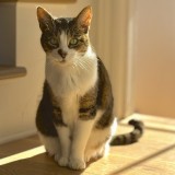 Stella